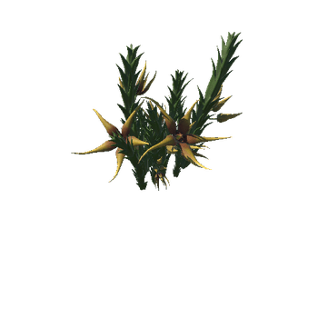 Flower Orbea caudata2_1